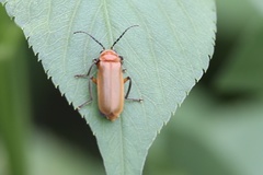 Abscondita
