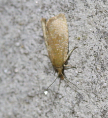 Celypha rufana
