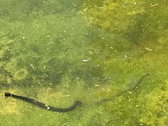 Natrix helvetica sicula