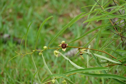 Image of Asimina manasota by (c) Claire Herzog, some rights reserved (CC BY)