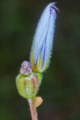 Sisyrinchium chilense