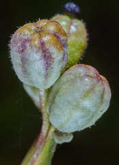 Sisyrinchium chilense