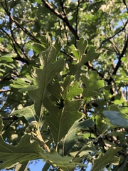 Andricus foliaformis