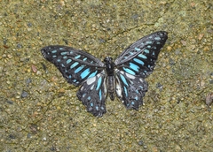 Graphium chironides