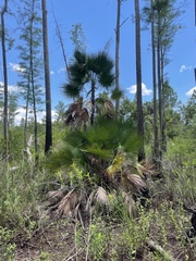 Acoelorraphe wrightii