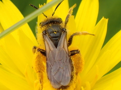 Andrena humilis