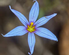 Sisyrinchium chilense
