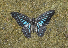 Graphium chironides