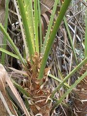 Acoelorraphe wrightii