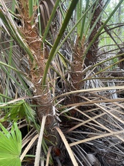 Acoelorraphe wrightii