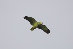 Amazona autumnalis salvini
