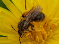 Andrena humilis