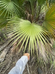 Acoelorraphe wrightii