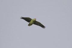 Amazona autumnalis salvini