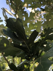 Andricus foliaformis