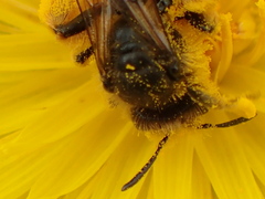 Andrena humilis