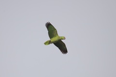 Amazona autumnalis salvini