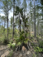 Acoelorraphe wrightii