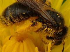 Andrena humilis