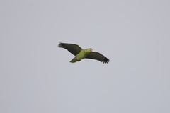 Amazona autumnalis salvini
