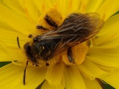 Andrena humilis