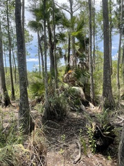 Acoelorraphe wrightii