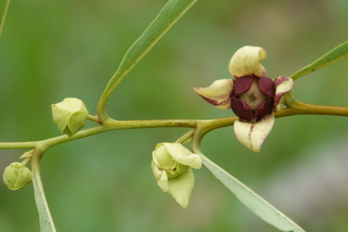 Image of Asimina manasota by (c) Claire Herzog, some rights reserved (CC BY)