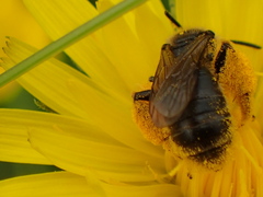 Andrena humilis