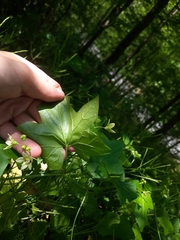 Bryonia cretica dioica