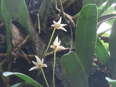 Bulbophyllum affine