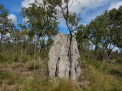 Nasutitermes triodiae