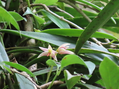 Bulbophyllum affine