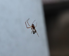 Argyrodes bonadea