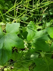 Bryonia cretica dioica