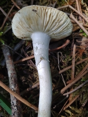 Amanita verna