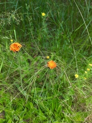 Pilosella aurantiaca