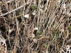 Cladonia ecmocyna