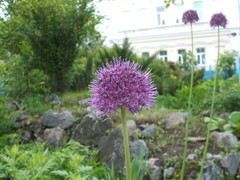 Allium aflatunense