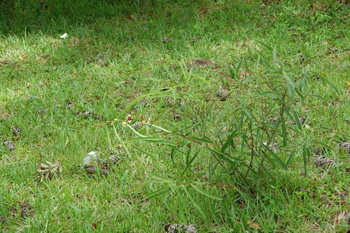 Image of Asimina manasota by (c) Claire Herzog, some rights reserved (CC BY)