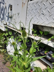 Dipsacus fullonum