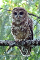 Strix occidentalis caurina