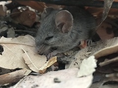 Peromyscus eva