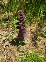 Ajuga pyramidalis