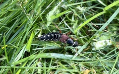 Staphylinus caesareus