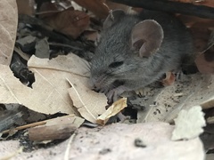 Peromyscus eva