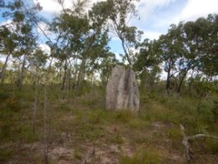 Nasutitermes triodiae