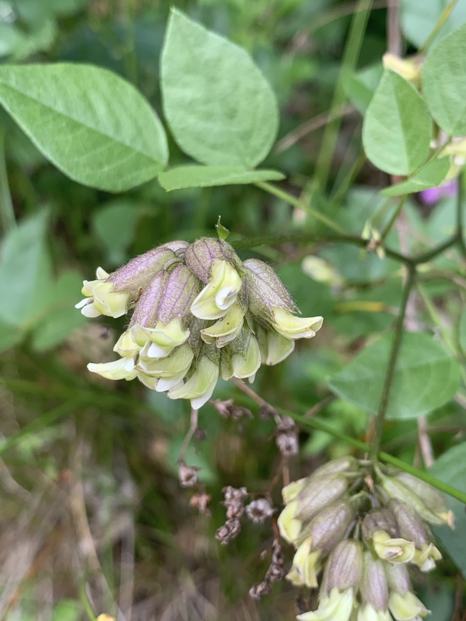 Rupertia physodes