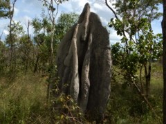 Nasutitermes triodiae