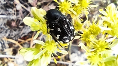 Heterocnemis graeca