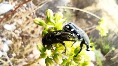 Heterocnemis graeca